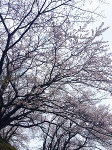 sakura_photo