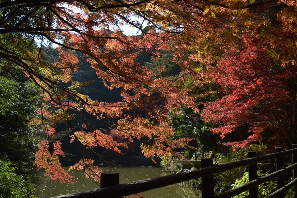 温暖な南房総では数少ない紅葉の名所 小松寺 トレナビ