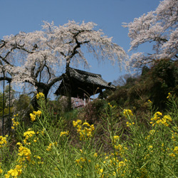 自然・ロマン・人にやさしい井手の町　京都と奈良を結ぶ、井手の里。