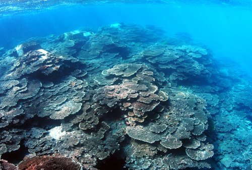 サンゴウオッチング シーカヤック シュノーケリング サンゴ礁の美しい奈半利のふるさと海岸で海遊び トレナビ