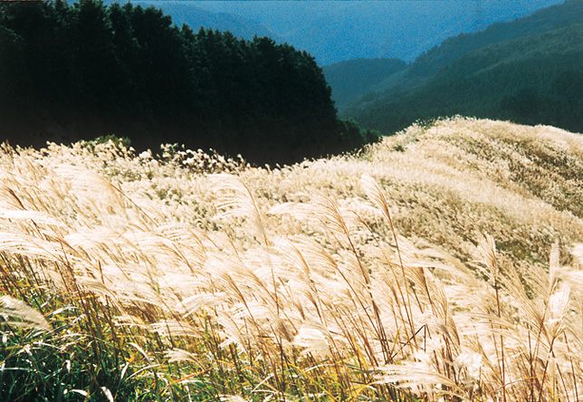 岩湧山頂の花すすき トレナビ