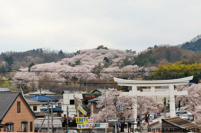 お花見 イベント特集 １か月続く 長瀞桜まつり18 開催 トレナビ