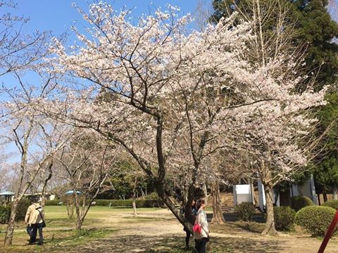 さくら名所百選 茂原桜まつり 開催 終了しました ありがとうございました トレナビ