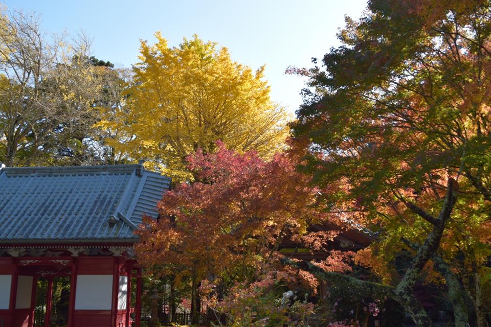 温暖な南房総では数少ない紅葉の名所 小松寺 トレナビ