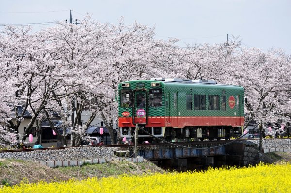 お花見 イベント特集 真岡の一万本桜まつり トレナビ