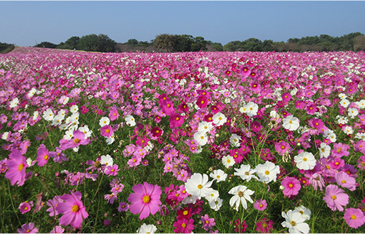 一面に広がるコスモス色のお花畑 うみなか はなまつり 福岡市 トレナビ