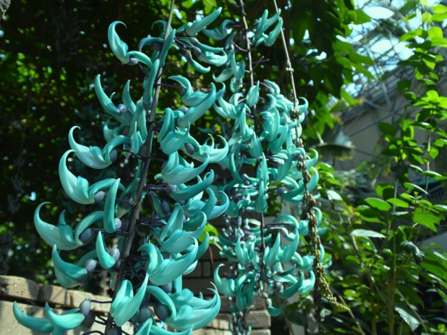 神秘的な熱帯植物 ヒスイカズラフェスティバル 小田原市 トレナビ