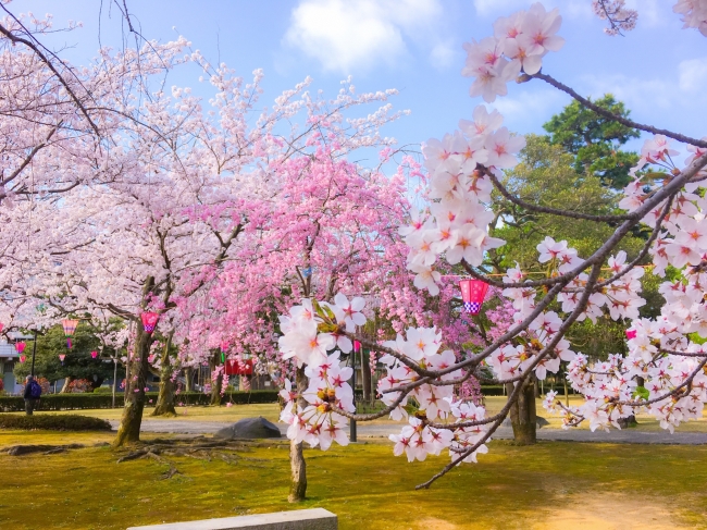 水辺の桜さんぽ 花見スポット 芦城公園 小松市 トレナビ