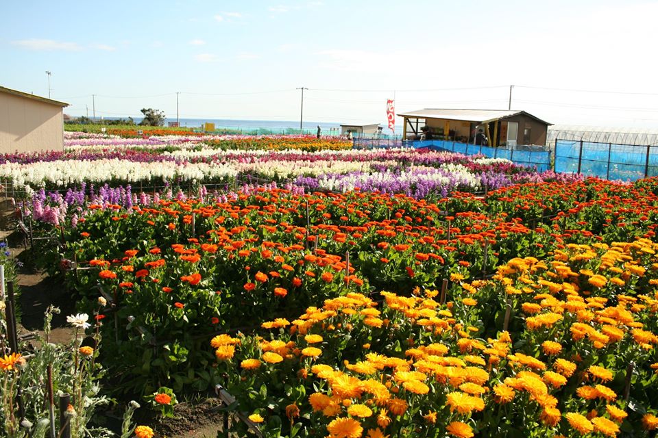 一足早い春を迎える南房総 白間津の花畑 トレナビ