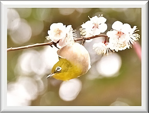 きらら浜自然観察公園 野鳥写真展 山口市 トレナビ