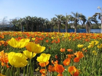 館山ファミリーパーク 広大な花畑 花広場 館山市 トレナビ