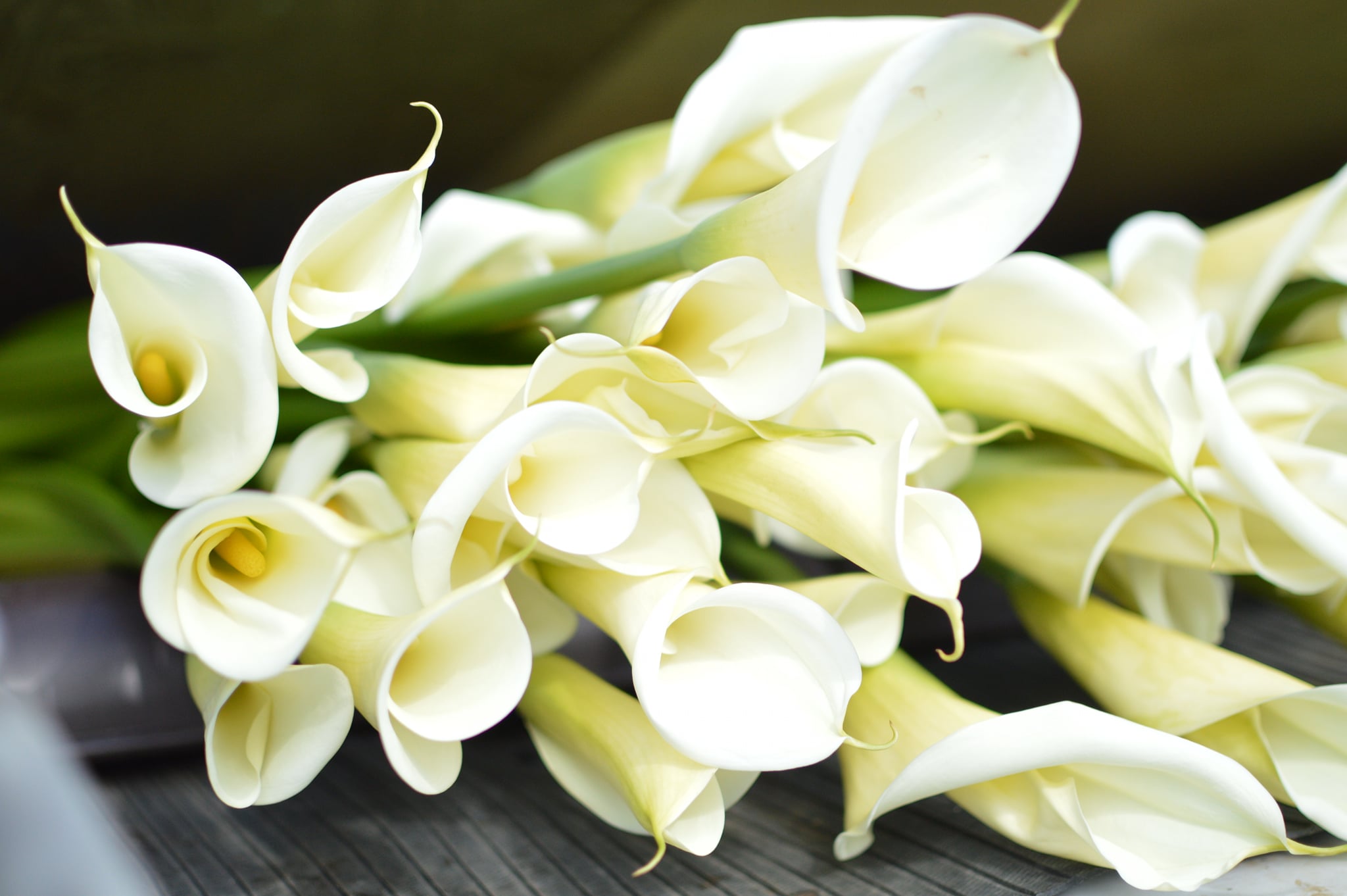 君津の特産花カラー 恋人 こいと のカラー 君津市 トレナビ