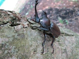 昆虫採集をしながら 遊んで学べる夏限定の 昆虫ドーム が開催中です 千葉県長柄町 トレナビ