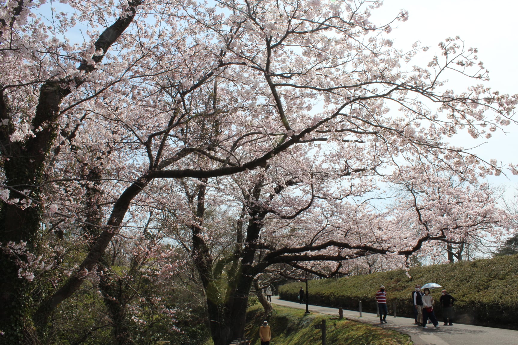 本格的な春の到来 桜の名所赤坂山公園 新潟県柏崎市 トレナビ