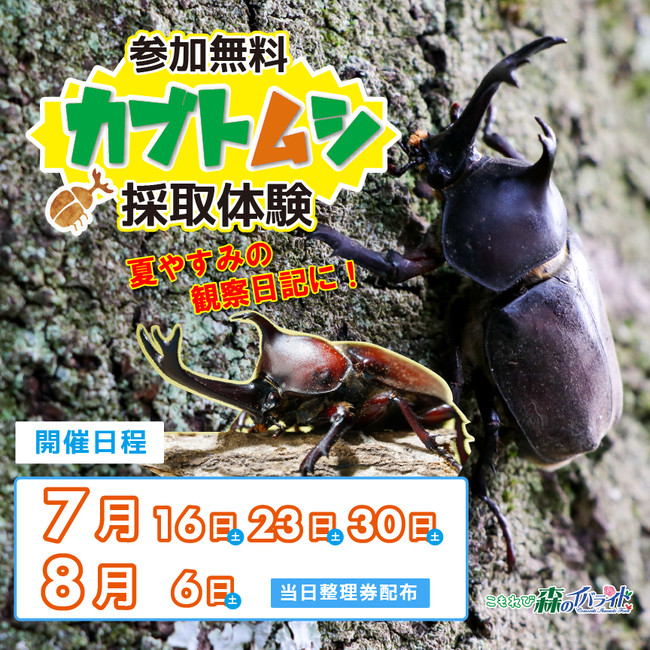 夏やすみ企画 参加無料のカブトムシ採取体験 7月16日 土 より毎週土曜日開催 茨城県稲敷市 トレナビ